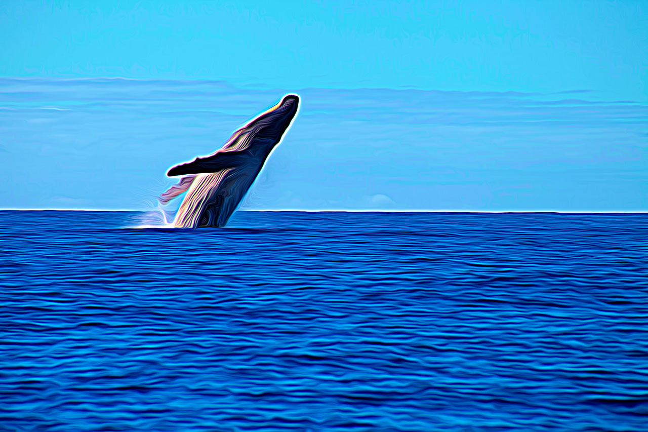 Whale breaching the sea